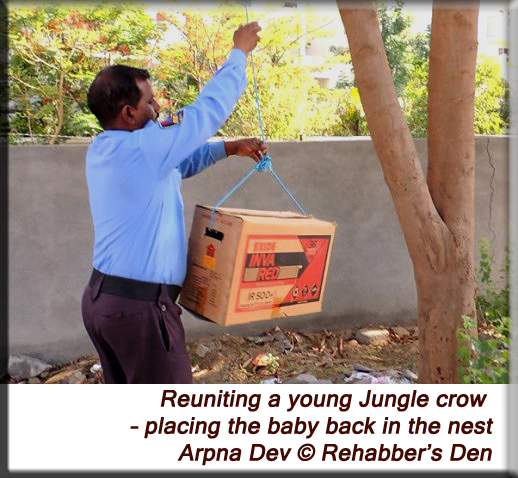 Reuniting a young Jungle crow